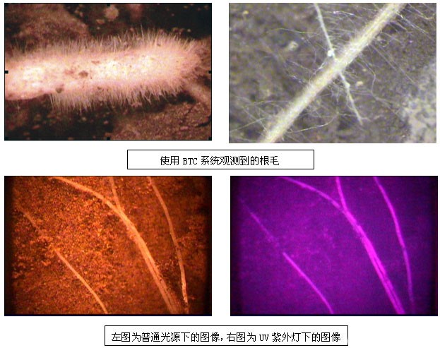 觀測(cè)到的根毛