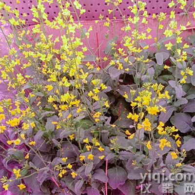 12.油菜(1).jpg