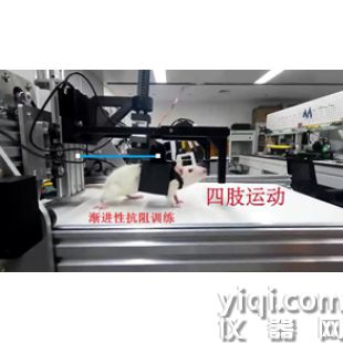 嚙齒動物漸進性抗阻系統（RT+PRT）