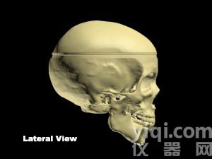 WEK-Head成人頭骨模體定制,WEK-Head成人頭骨模體