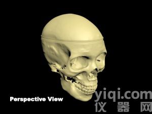WEK-Head成人頭骨模體定制,WEK-Head成人頭骨模體