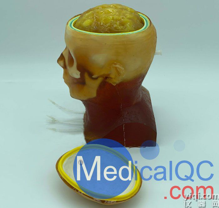 HD-C03成人頭模，HD-C03血管造影頭模，HD-C03頭部模體