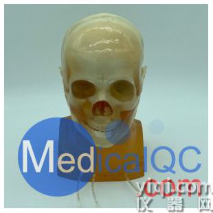 WEK-DSA03成人頭部模型,WEK-DSA03頭部模體