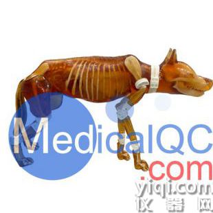 Dog Phantom，牧羊犬模體，兼容 X 射線/CT 和 MRI 成像