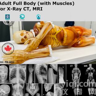 FB-A02成人全身模體,FB-A02全身CT模型，適用于X射線，CT,MRI