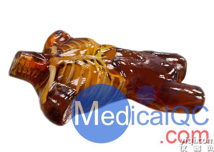US-A02成人軀干模體，US-A02可用于超聲，CT,X射線成像