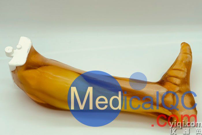 LG-A02成人腿部模體,LG-A02男性腿部模型實物圖