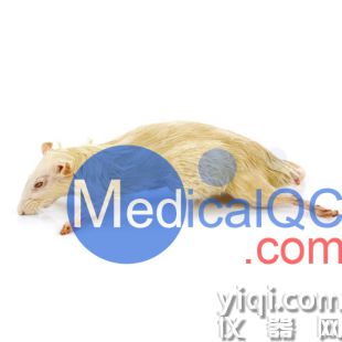PlastiCreatures小動物塑化標本，PlastiCreatures模體
