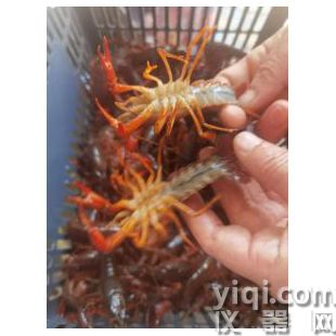 辊刷式小龙虾清洗机