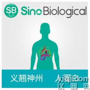 GSK3B人重組蛋白