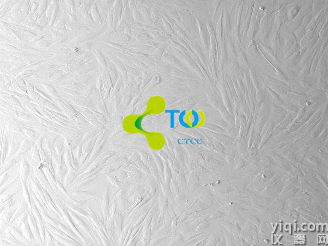 人牙周膜成纖維細胞
