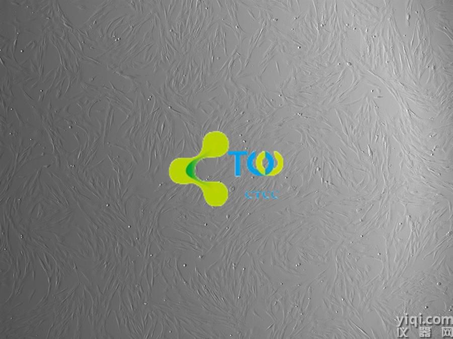 人支氣管成纖維細(xì)胞