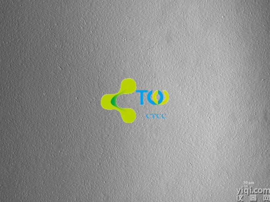 人表皮角質(zhì)形成細(xì)胞