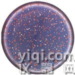 scan_petridish_web-061f3.jpg