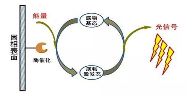 1637549558995597.jpg ECL化学发光原理2.jpg
