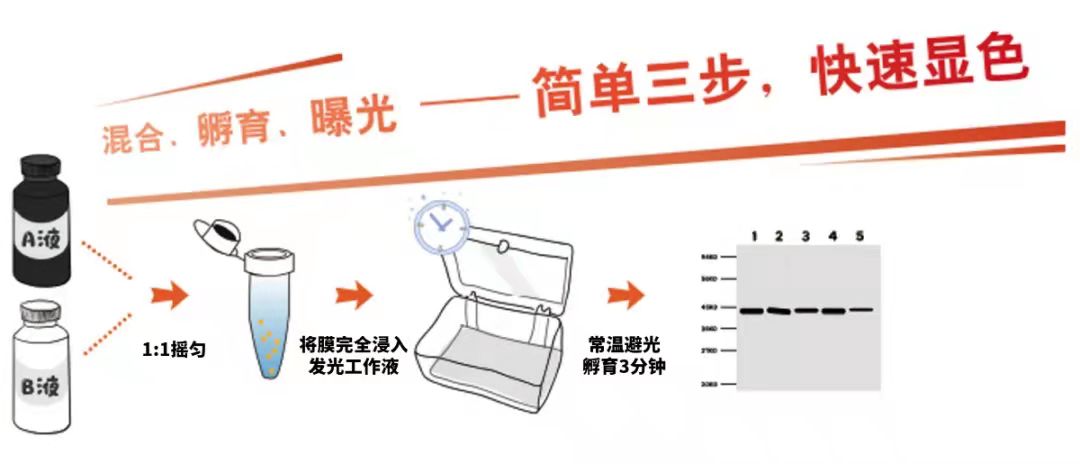 ECL操作步骤.jpg