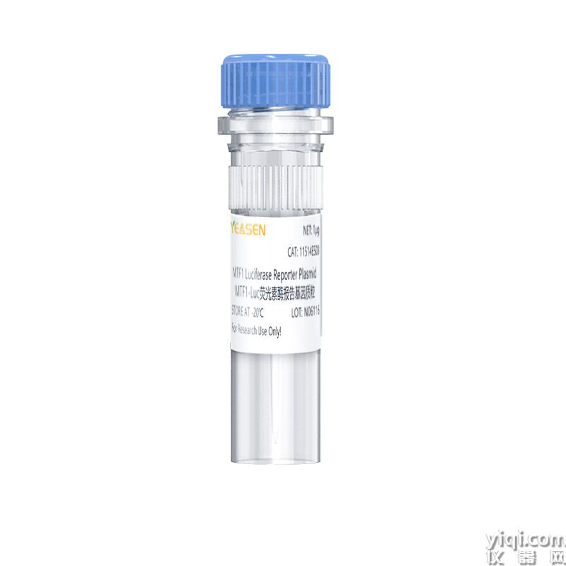MTF1 luciferase reporter plasmid MTF1-Luc荧光素酶报告基因质粒