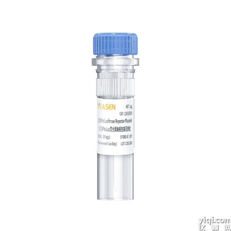 C/EBPα luciferase reporter plasmid C/EBPα-Luc荧光素酶报告基因质粒
