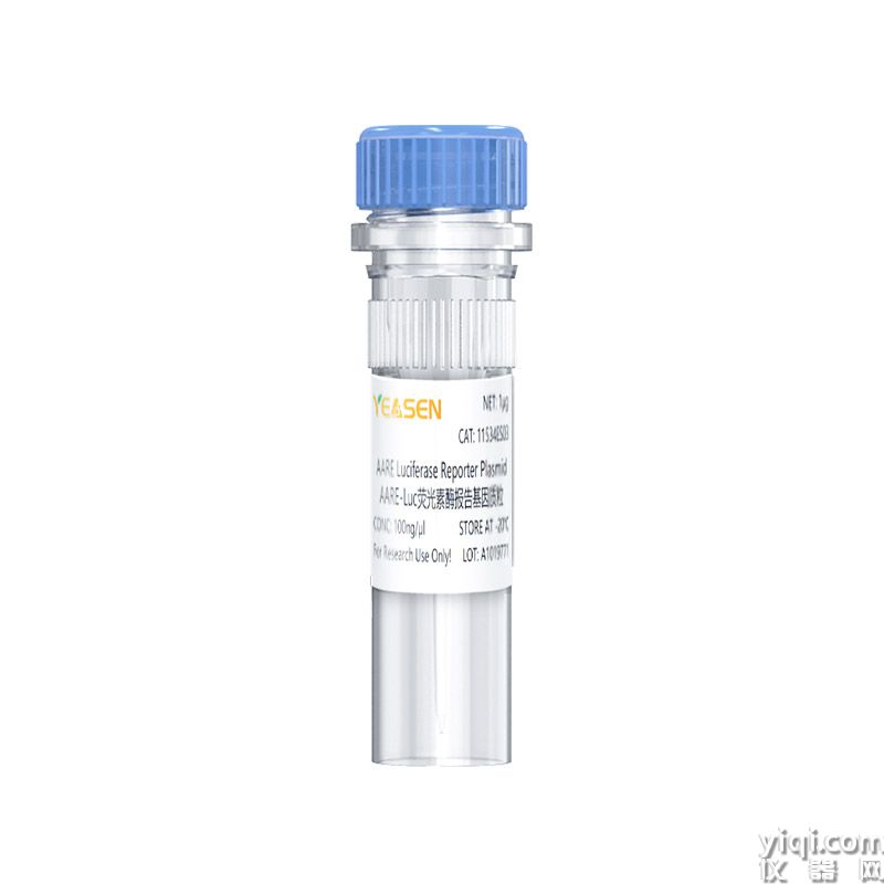 AARE luciferase reporter plasmid AARE-Luc荧光素酶报告基因质粒