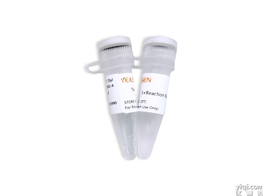 Terminal Deoxynucleotidyl Transferase TdT末端转移酶