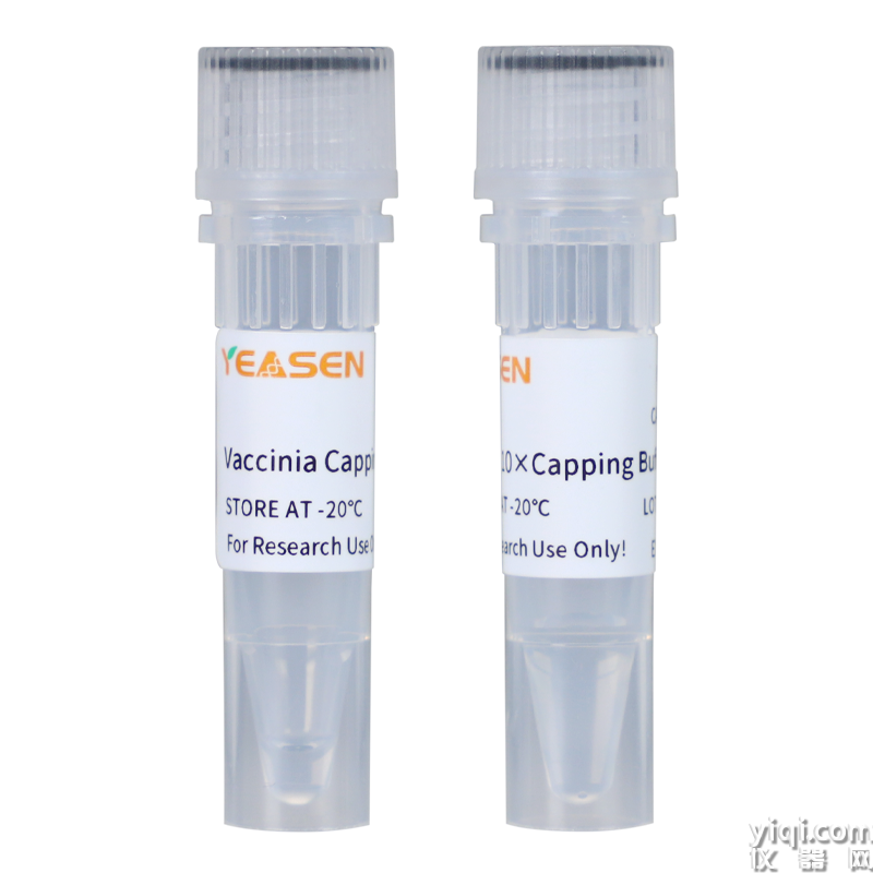 Vaccinia Capping Enzyme牛痘病毒加帽酶