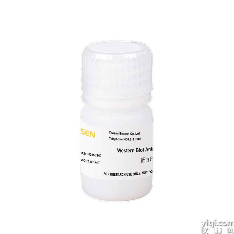 Western Blot Antibody Stripping Solution 蛋白印迹膜再生液
