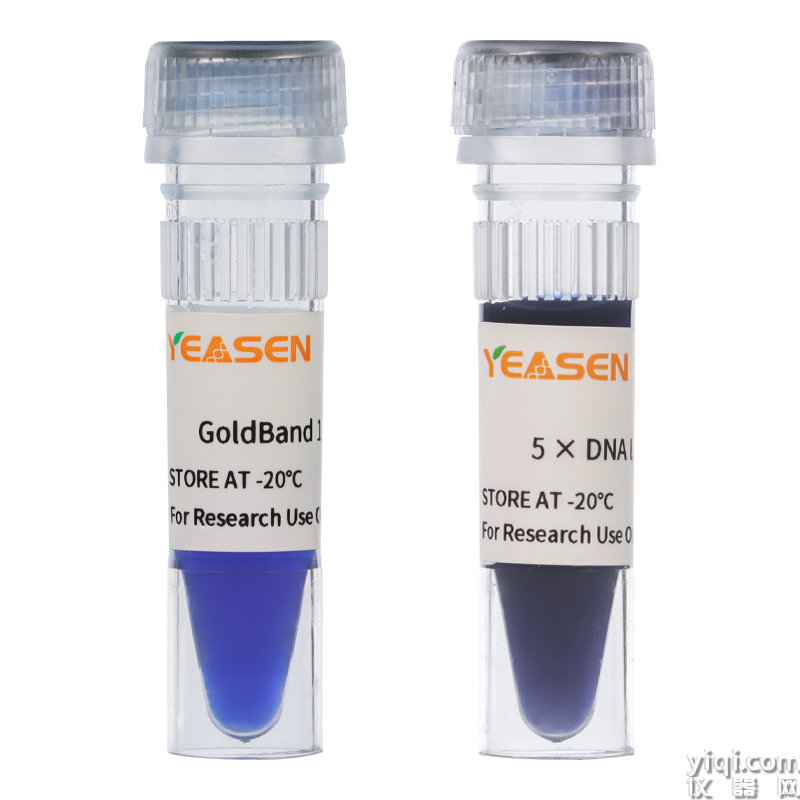 GoldBand 1 kb DNA ladder