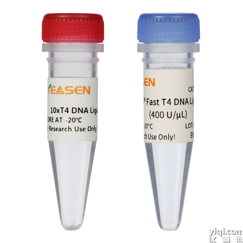 Hieff<sup>? </sup>Fast T4 DNA Ligase (400 U/μL)