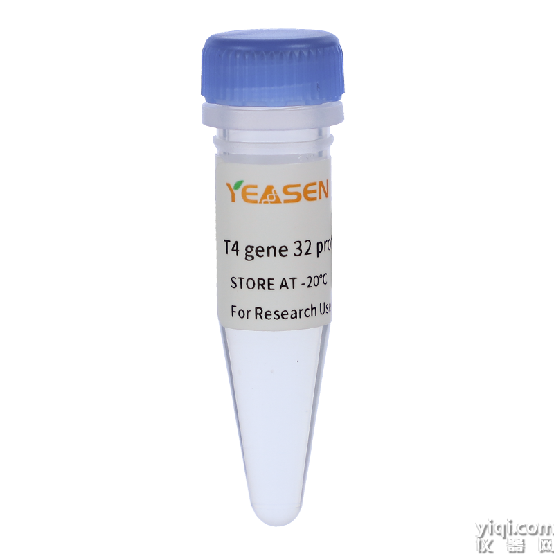 單鏈結合蛋白-T4 gene 32 protein (gp 32)