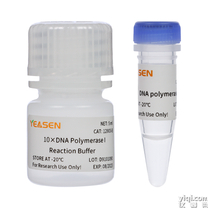 DNA polymerase I DNA聚合酶I